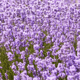 Diffusor N°87 Lavanda, My Senso, 240 ml, Refill