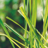 Diffusor Premium N°15 Lemongrass 240 ml, Refill, My Senso, 100% natürlich