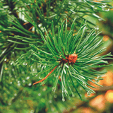 Diffusor Premium N°3 Pinewood 240 ml, Refill, My Senso, 100% natürlich