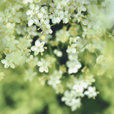 Diffusor Premium N°9 White Flower 240 ml, Refill, My Senso, 100% natürlich